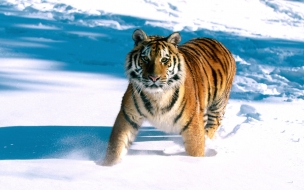 Majestic grace siberian tiger