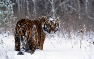 Tiger in snow normal