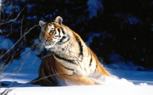 Wintery scuddle siberian tiger normal