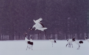 Aves en Invierno