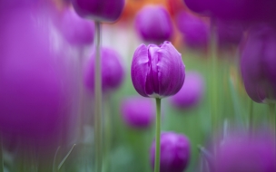 Purple tulips wide