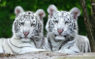 Fondo de pantalla tigres blancos