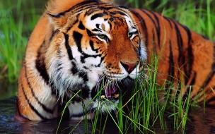 Tiger animal wallpapers