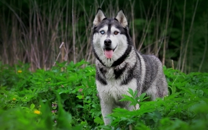 Fondo hd de Lobo Parado