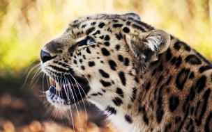 Fondo de pantalla cabeza de leopardo