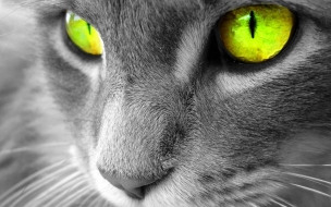 Wallpaper gato con ojos hermosos