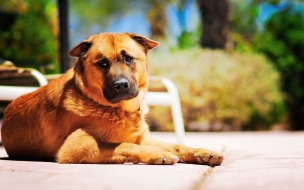 Fondo de pantalla de perro descansando