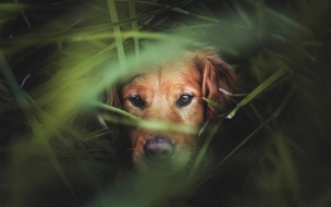 Fondo de pantalla de perro entre montes