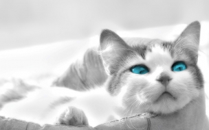 Fondo de pantalla gato con ojos celestes