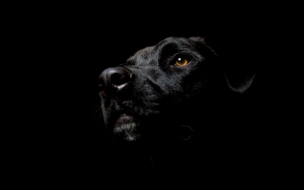 Fondo de pantalla de Perro Negro