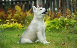 Fondo de pantalla hd de Perro Lobo