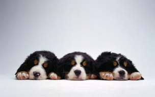 Wallpaper de tres perritos duermiendo