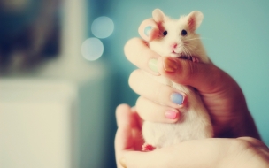 Fondo de pantalla de tierno Hamster