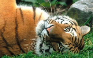 Animals wallpapers siberian tiger