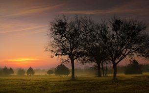 Paisaje con Tres Arboles