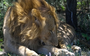 Fondo de pantalla leon viejo cansado