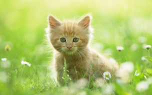 HD Animals wallpapers Cute Kitten