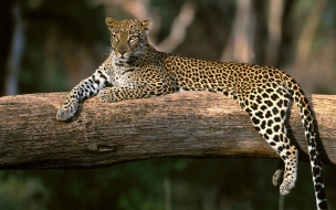 Fondo de pantalla leopardo en arbol