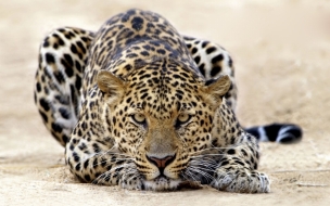 Fondo de pantalla leopardo acostado