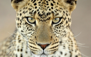 Fondo de pantalla mirada de leopardo