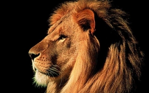 Wallpapers animals lion