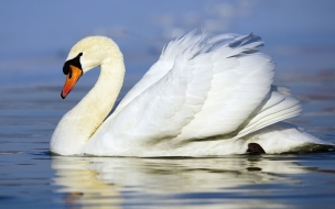 Fondo de pantalla de cisne