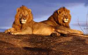 Fondo de pantalla leones descansando