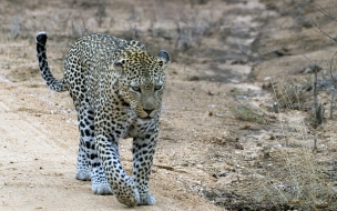 Fondo de pantalla Leopardo caminando