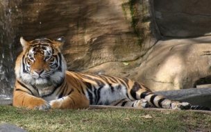 Fondo de pantalla tigre esperando