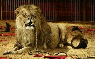 Animal wallpapers lion tamer ate