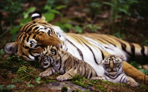 Fondo de pantalla tigre con sus hijos