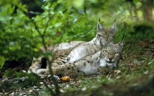 Fondo de pantalla linces acostados