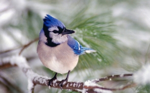 Fondo de pantalla de pajaro azul