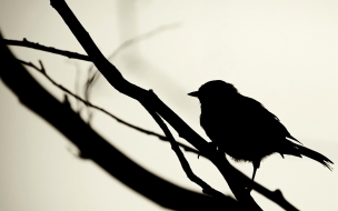 Pajaros en blanco y negro