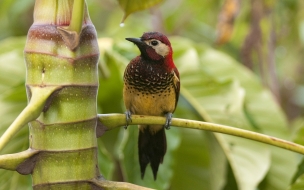 Pajaro en bamboo