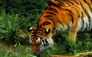 Fondo de pantalla tigre tomando agua