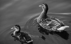 Pareja de Patos en blanco y negro