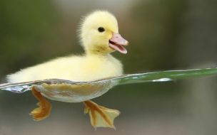 Patito amarillo nadando en agua