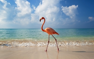 Fondo Flamenco en la Playa