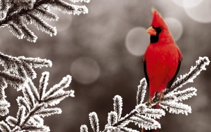 Pajaro Rojo con cresta