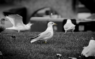 Gaviotas en blanco y negro