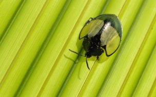 Foto insecto muy curioso