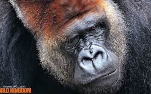 Imagen de Gorilla Pelicula Wild Kingdom