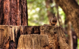 Ardilla en busca de comida