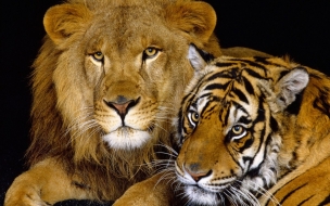 Tiger and lion animal wallpaper