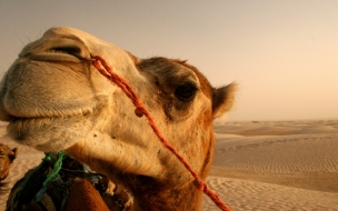 Camello en el desierto