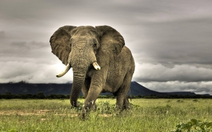 Elefante africano en la pradera