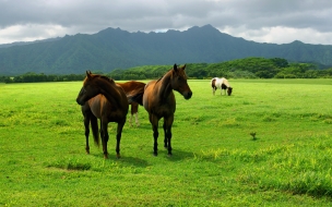 Grupo de Caballos