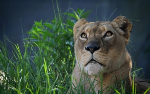 Fondo de pantalla puma mirando