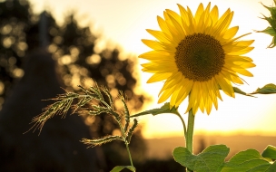 Sunflower sun summer yellow